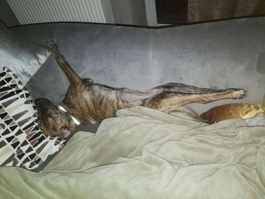 Zeigt mir die lustigsten Schlafpositionen eurer Fellnasen-Beitrag-Bild