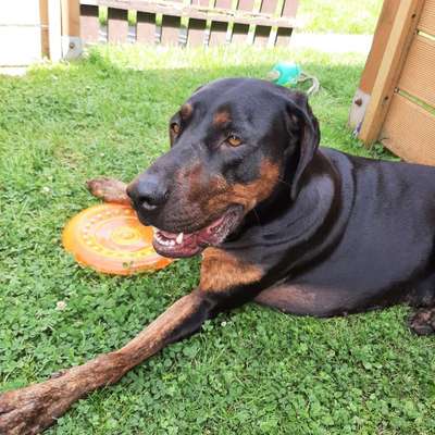 Die Dogorama Wochen Challenge-Beitrag-Bild