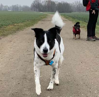 Gibt's hier noch mehr Border Collies???-Beitrag-Bild