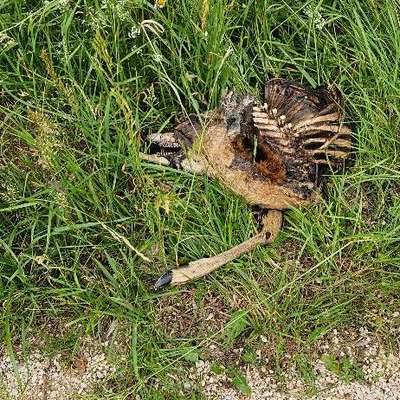 Giftköder-Tierkadaver-Bild