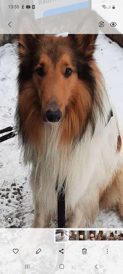 Collies -wo seid ihr?-Beitrag-Bild