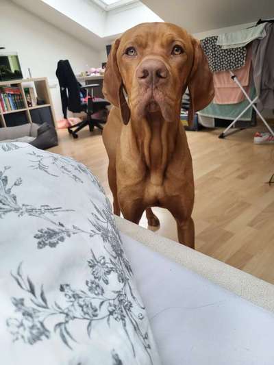 Helikopter Hundehalter!-Beitrag-Bild