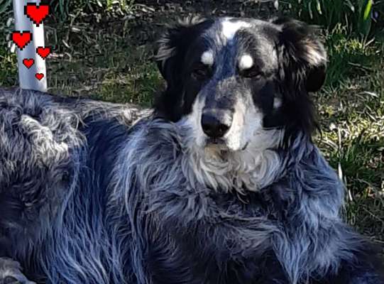 Rassen und ihre Eigenschaften-Beitrag-Bild