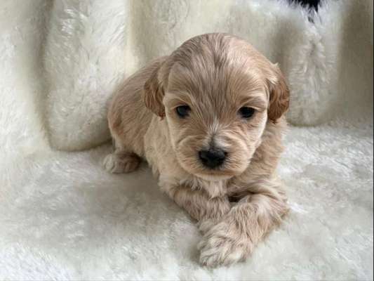 Welpen Bilder !-Beitrag-Bild