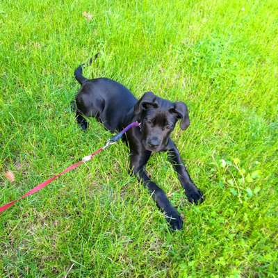 Rassensuche Cane Corso Italiano-Beitrag-Bild