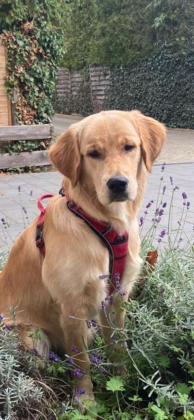 Reinrassige Hunde?-Beitrag-Bild