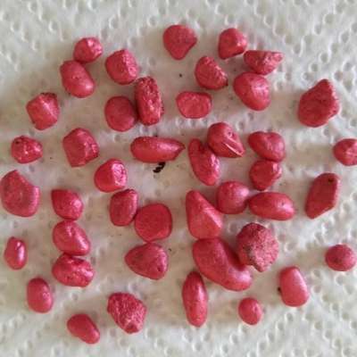 Giftköder-Möglicherweise Giftköder!!!-Bild