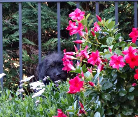 Fotochallange 63: "Dein blühendes Hündchen"-Beitrag-Bild