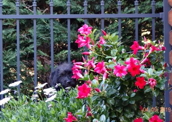 Die Dogorama Kalender Challenge 4/4-Beitrag-Bild