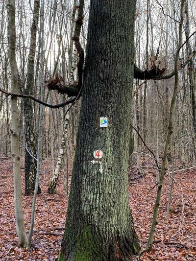 Bäume mit Gesicht-Beitrag-Bild