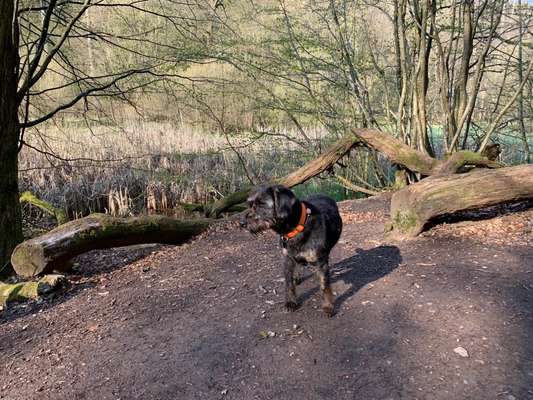 Die wunderschöne Welt mit Hund.-Beitrag-Bild