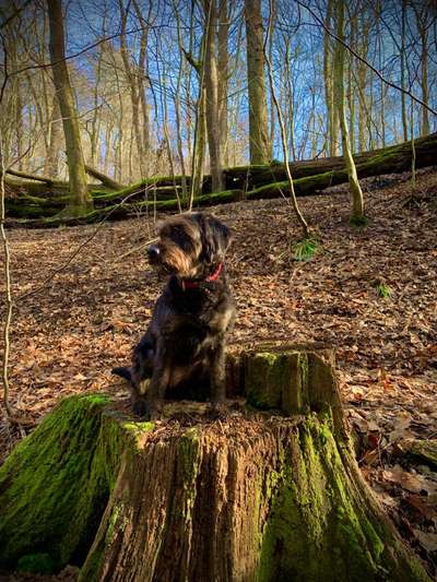 Wald Bild-Beitrag-Bild