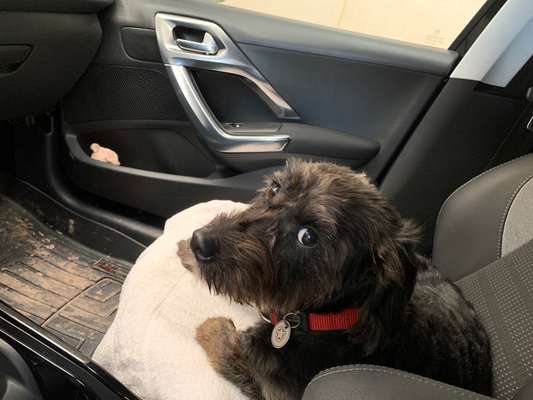 Die Dogorama Wochen Challenge-Beitrag-Bild