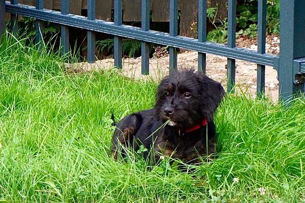 Welpen Bilder !-Beitrag-Bild