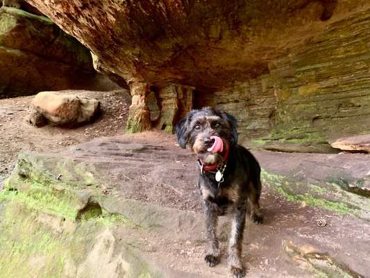 Fotochallenge Nr. 59 - Mein Hund zeigt die Zunge-Beitrag-Bild