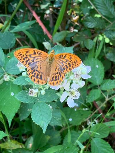 Die wunderschöne Welt mit Hund.-Beitrag-Bild