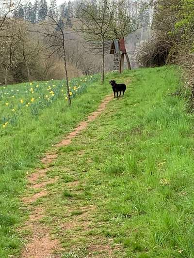 Die wunderschöne Welt mit Hund.-Beitrag-Bild