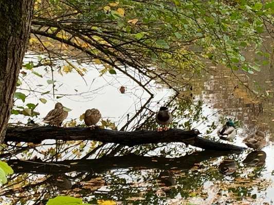 Die wunderschöne Welt mit Hund.-Beitrag-Bild