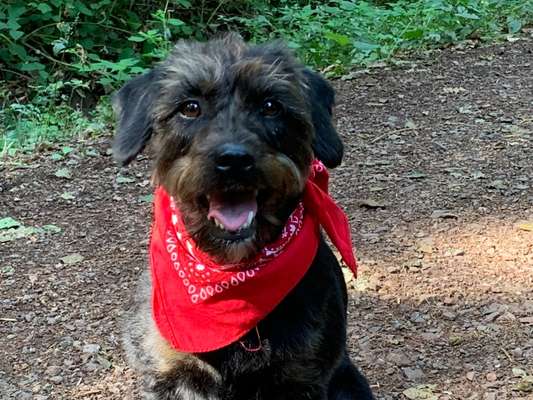 Fotochallenge Nr 96.: Bunt, Bunter, Hund 💐🌹🍁-Beitrag-Bild