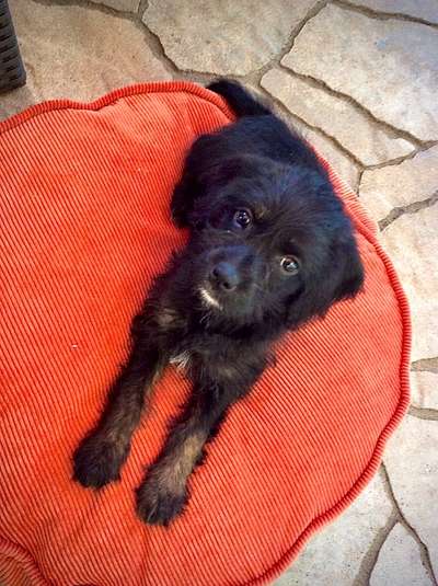 Als Welpen sind sie alle noch süßer-Beitrag-Bild