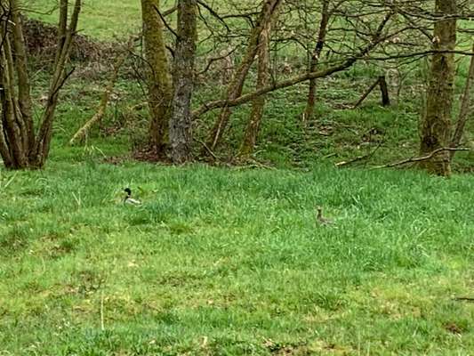Die wunderschöne Welt mit Hund.-Beitrag-Bild