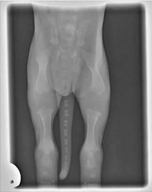 Wie oft gassi?-Beitrag-Bild