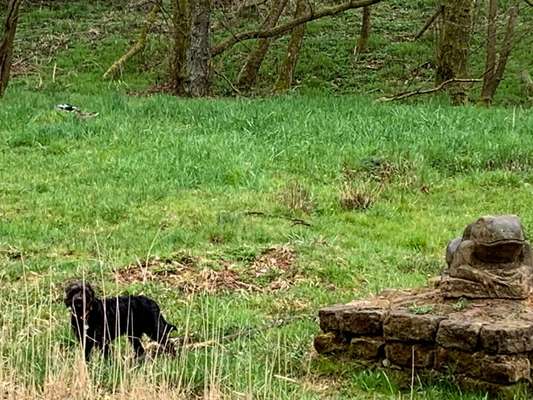 Die wunderschöne Welt mit Hund.-Beitrag-Bild