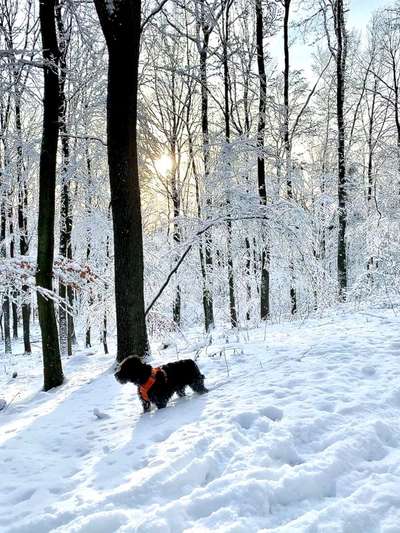 Die Dogorama Kalender Challenge Teil 2/4-Beitrag-Bild