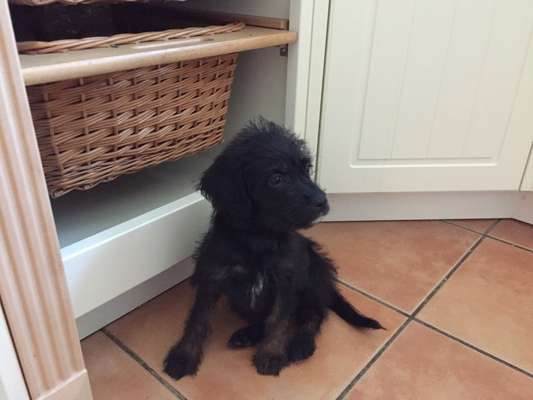 Als Welpen sind sie alle noch süßer-Beitrag-Bild