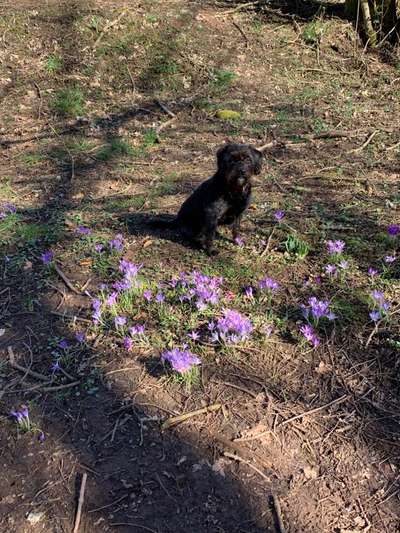 Dogorama Photo Challenge - Der Frühling kommt-Beitrag-Bild