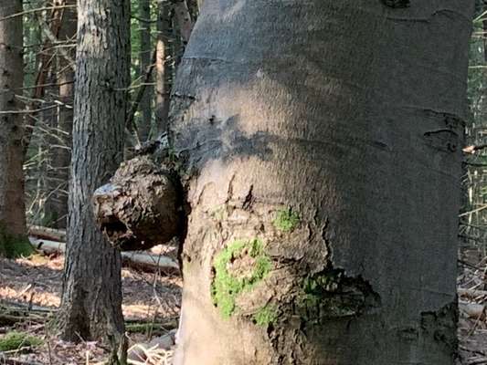 Bäume mit Gesicht-Beitrag-Bild