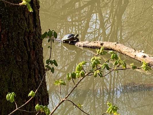 Die wunderschöne Welt mit Hund.-Beitrag-Bild