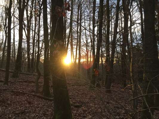 Die wunderschöne Welt mit Hund.-Beitrag-Bild
