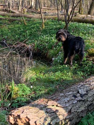 Die wunderschöne Welt mit Hund.-Beitrag-Bild