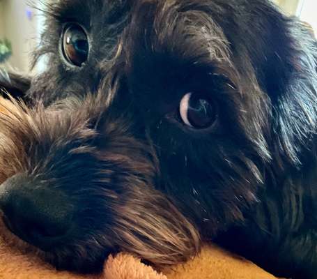 Zeigt mir die tollste Nahaufnahme von eurer Fellnase-Beitrag-Bild