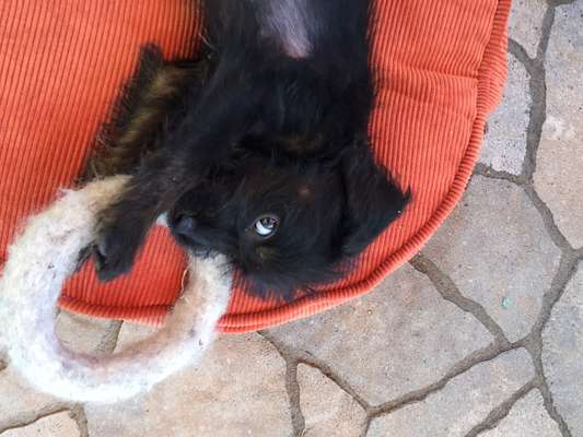 Als Welpen sind sie alle noch süßer-Beitrag-Bild