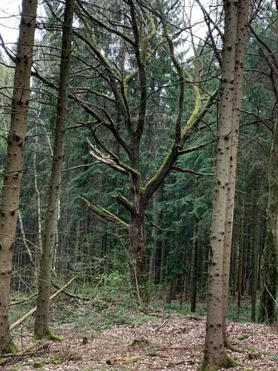 Die wunderschöne Welt mit Hund.-Beitrag-Bild