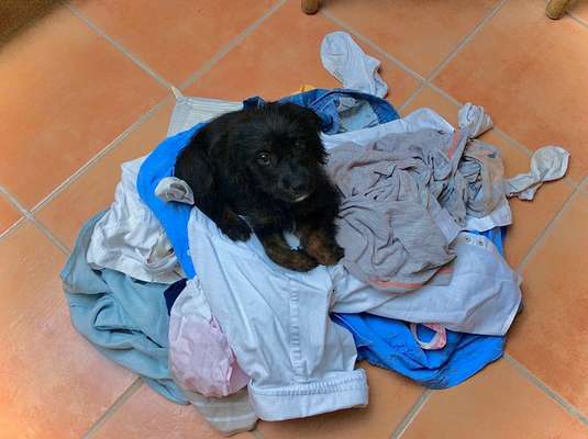 Welpen Bilder !-Beitrag-Bild