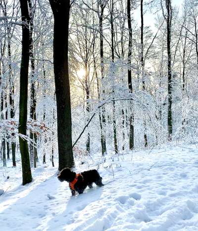 Fotochallenge 61 ~ Schnee-Beitrag-Bild