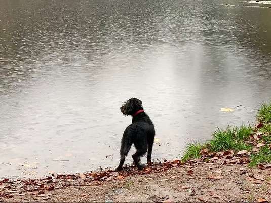 Die Dogorama Kalender Challenge Teil 1/4-Beitrag-Bild