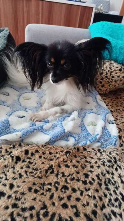 Wo sind die Papillon Besitzer?-Beitrag-Bild