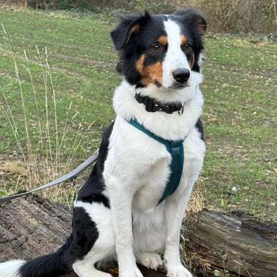 Hundetreffen-Zusammen gassi gehen und ein bisschen quatschen-Bild