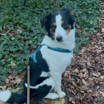 Hundetreffen-Zusammen gassi gehen und ein bisschen quatsche