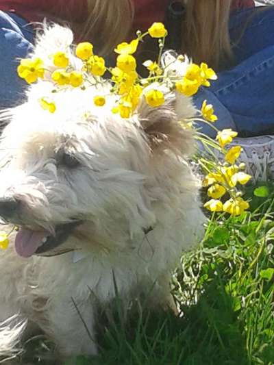 Die Dogorama Monats Challenge "Es grünt und blüht"-Beitrag-Bild