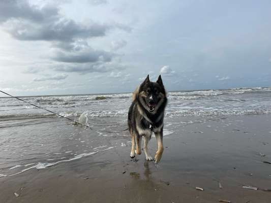 Hund soll  im Sozialverhalten entspannt sein-Beitrag-Bild