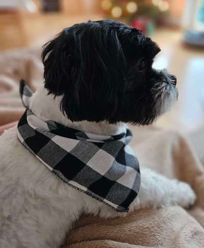 Malshi (malteser - shih-tzu) Freunde?-Beitrag-Bild