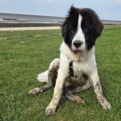 Hundetreffen-Spielkameraden für unsere 10 Wochen alte Hündin-Profilbild