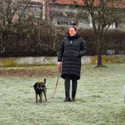 Hundetreffen-Training/Dogwalk