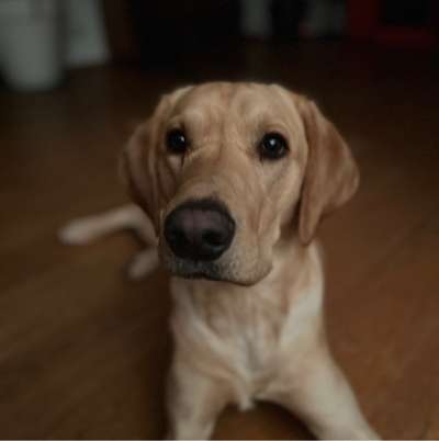 Hundetreffen-Treffen Gassi Spielen mit nettem Labbi-Bild