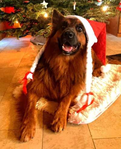 Dein Hund im Dogorama-Kalender 2021-Beitrag-Bild